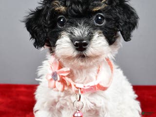 Miniature Poodle dogs Amanda - Ad 10