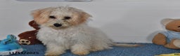 Bichpoo dogs for sale: Cinderella - Ad 4