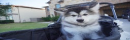 Alaskan Malamute dogs for sale: Dong Dong - Ad 7