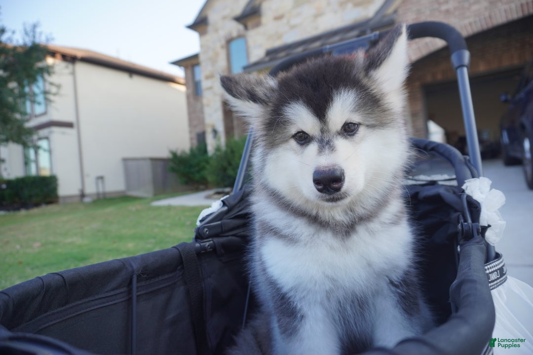 Alaskan Malamute dogs for sale: Dong Dong - Ad 7