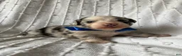 Mixed Breed dogs for sale: Charlie - Ad 2