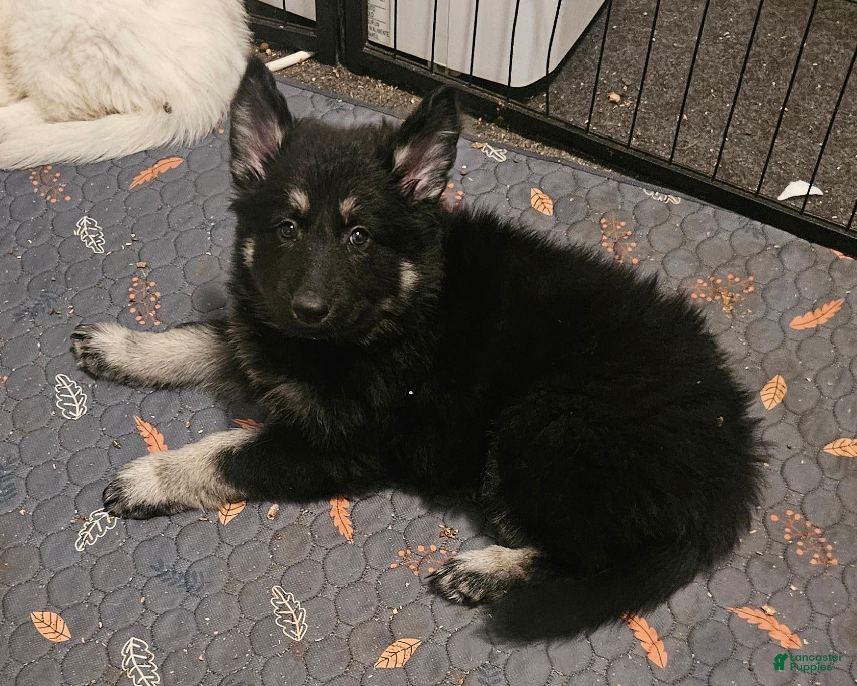 German Shepherd dogs German Shepherd 4 - Ad 1