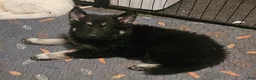 German Shepherd dogs for sale: German Shepherd 4 - Ad 1