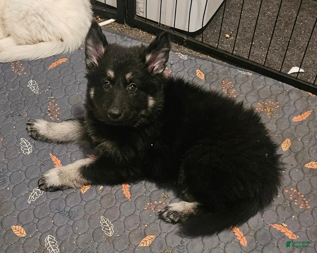 German Shepherd dogs for sale: German Shepherd 4 - Ad 1