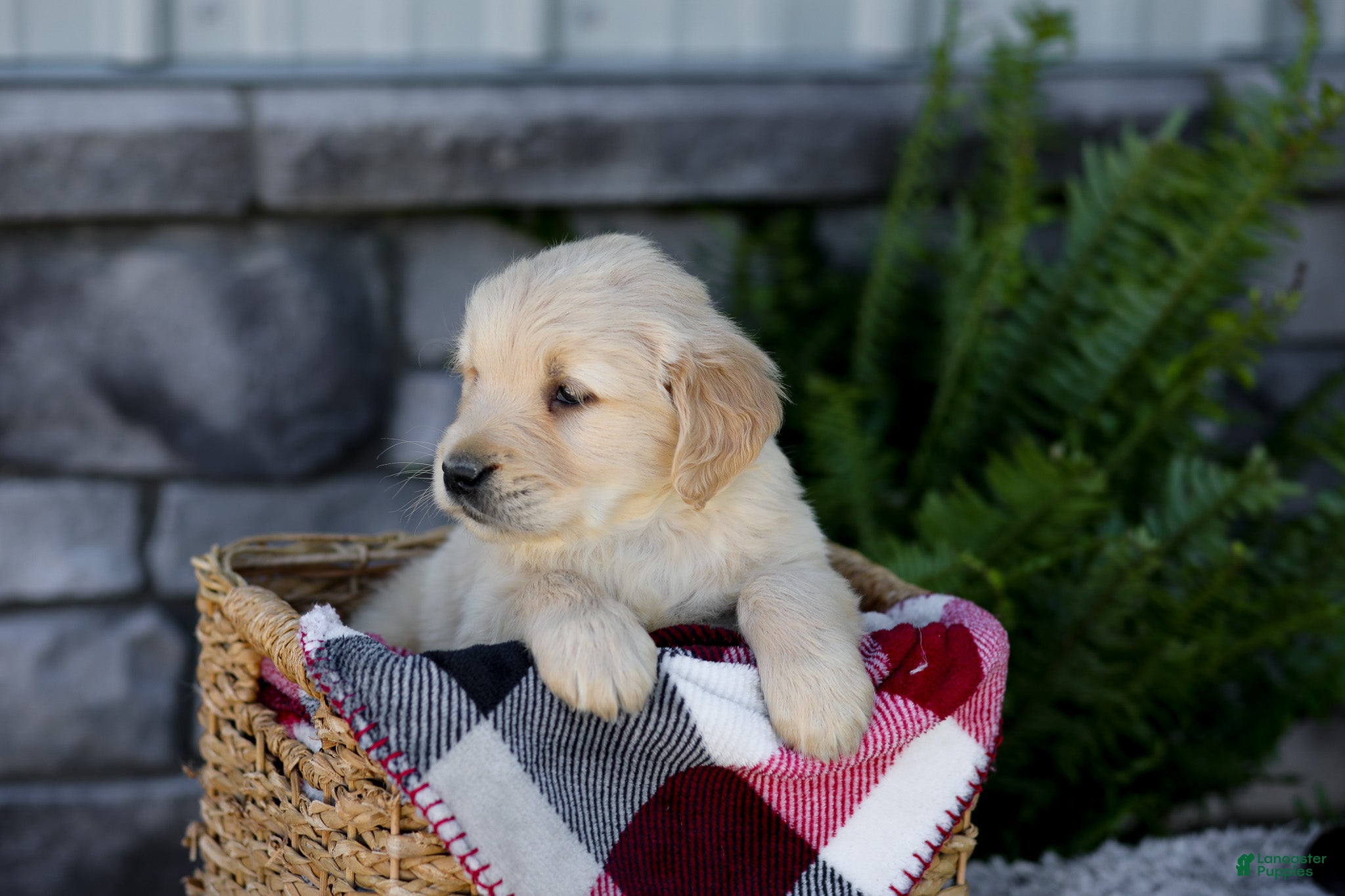 Golden Retriever dogs Blaze - Ad 2