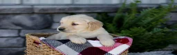 Golden Retriever dogs for sale: Blaze - Ad 2