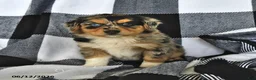 Mixed Breed dogs for sale: Hunter - Ad 2