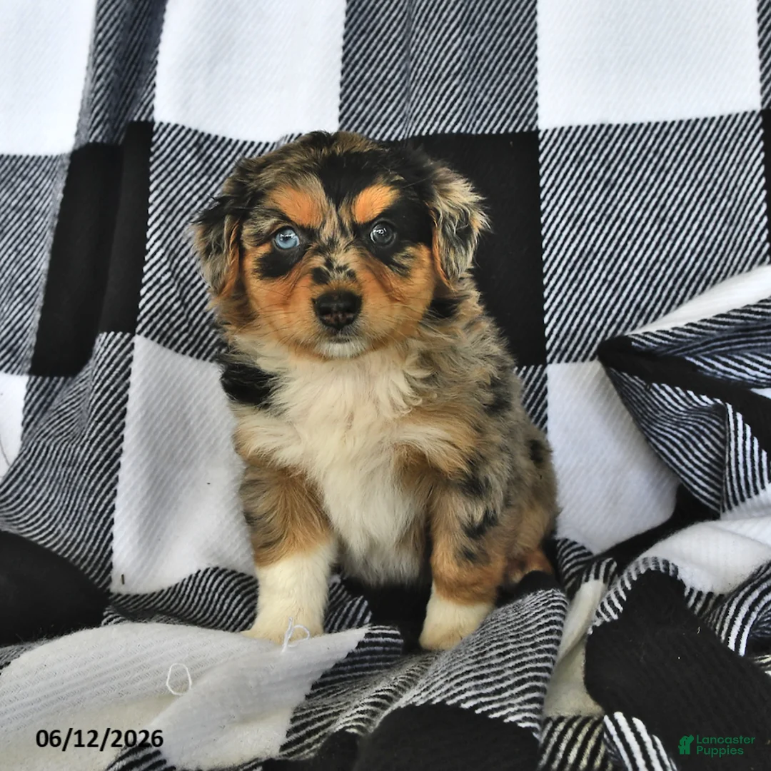 Mixed Breed dogs for sale: Hunter - Ad 2