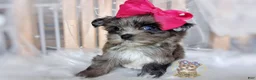 Morkie dogs for sale: Te Fiti - Ad 1