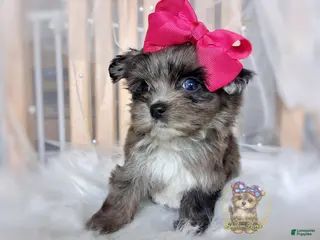 Morkie dogs Te Fiti - Ad 19