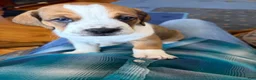 Mixed Breed dogs for sale: Freckles  - Ad 4