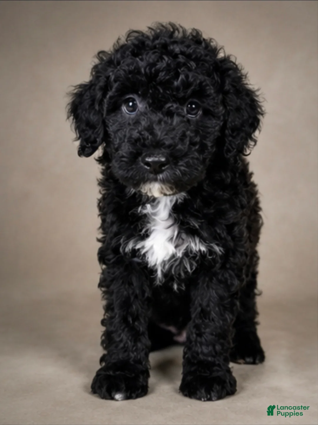 Mini Goldendoodle dogs for sale: Winona - Ad 1