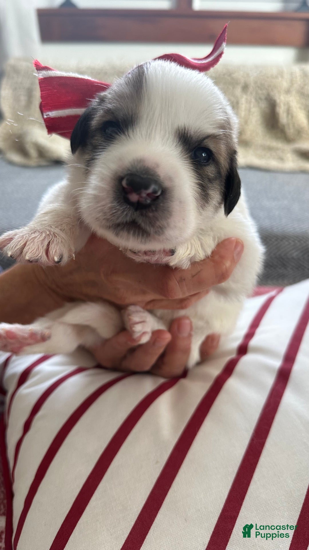 Great Pyrenees dogs for sale: Mint Green - Ad 1