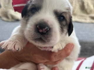 Great Pyrenees dogs Mint Green - Ad 23