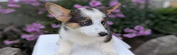 Welsh Corgi Pembroke dogs for sale: Logan - Ad 5