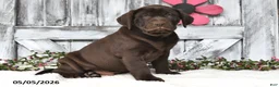 Labrador Retriever dogs for sale: Tucker - Ad 5