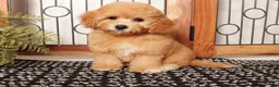 Cavapoo dogs for sale: Freya Red F1B Cavapoo  - Ad 1