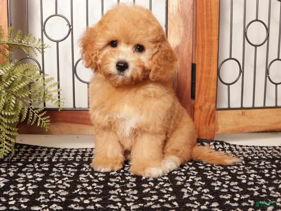 Cavapoo dogs for sale: Freya Red F1B Cavapoo  - Ad 1