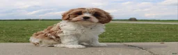 Cavapoo dogs for sale: Bella - Ad 4