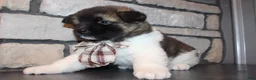 Akita dogs for sale: AKC Teddy - Ad 3