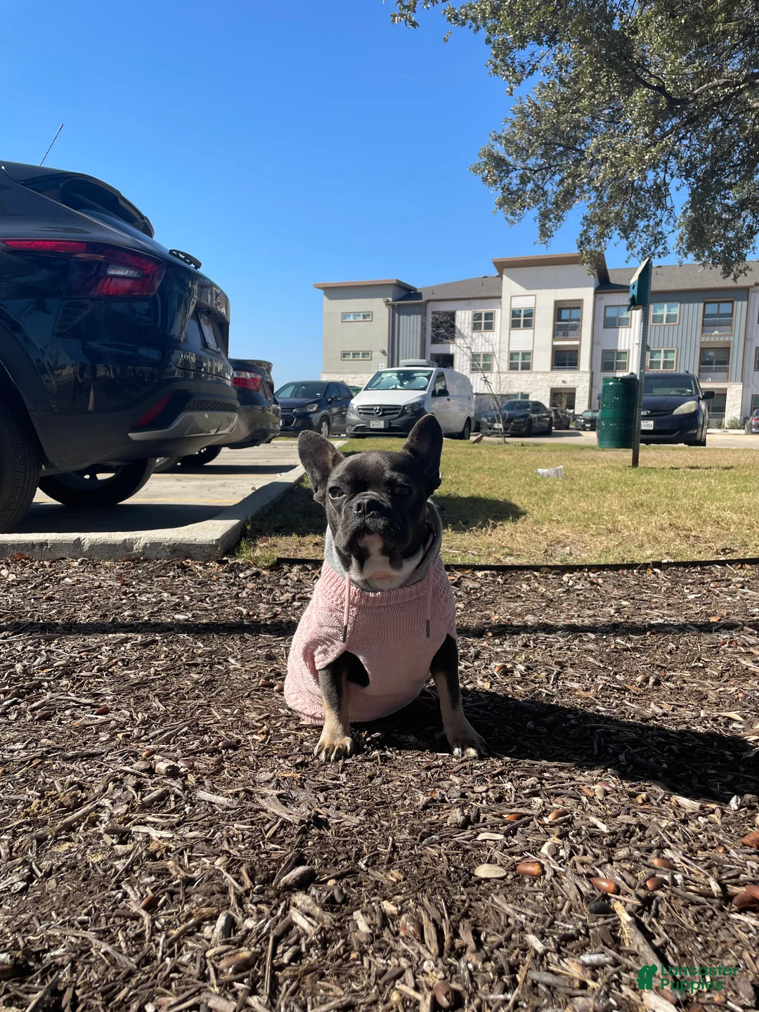 French Bulldog dogs for sale: French Bulldog Puppy 2 - Ad 2