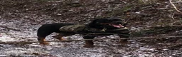 Rottweiler dogs for sale: Rottweiler 2 - Ad 16