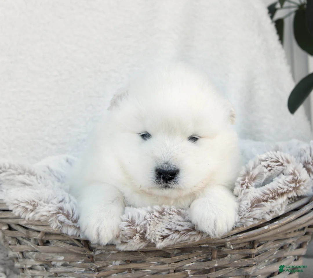 Samoyed dogs for sale: Samoyed Puppy 6 - Ad 1