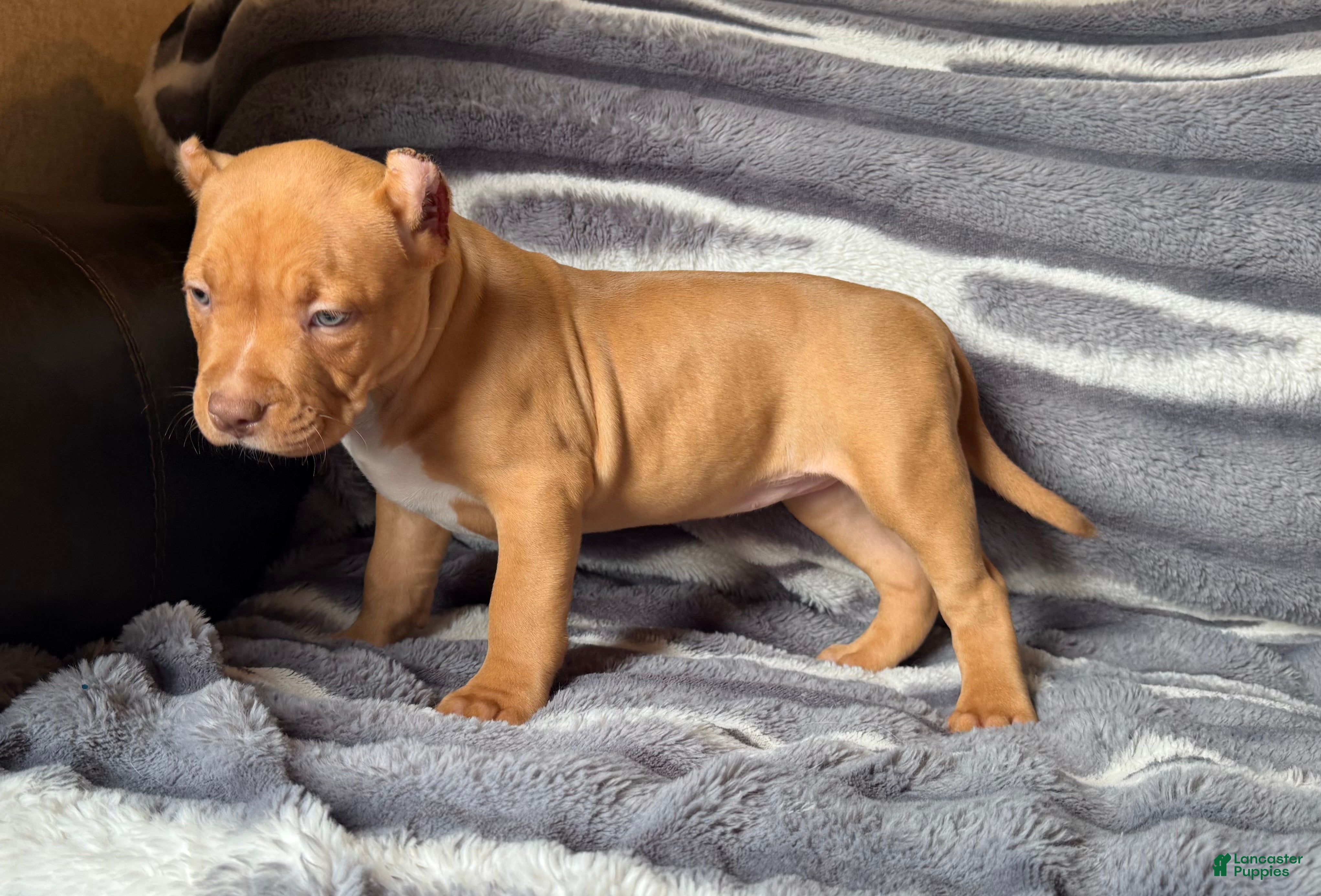 American Bully dogs Twister  - Ad 1