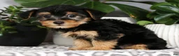 Yorkiepoo dogs for sale: Vince - Ad 6