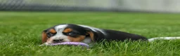Beagle dogs for sale:  Charlie 🐶✨ - Ad 16