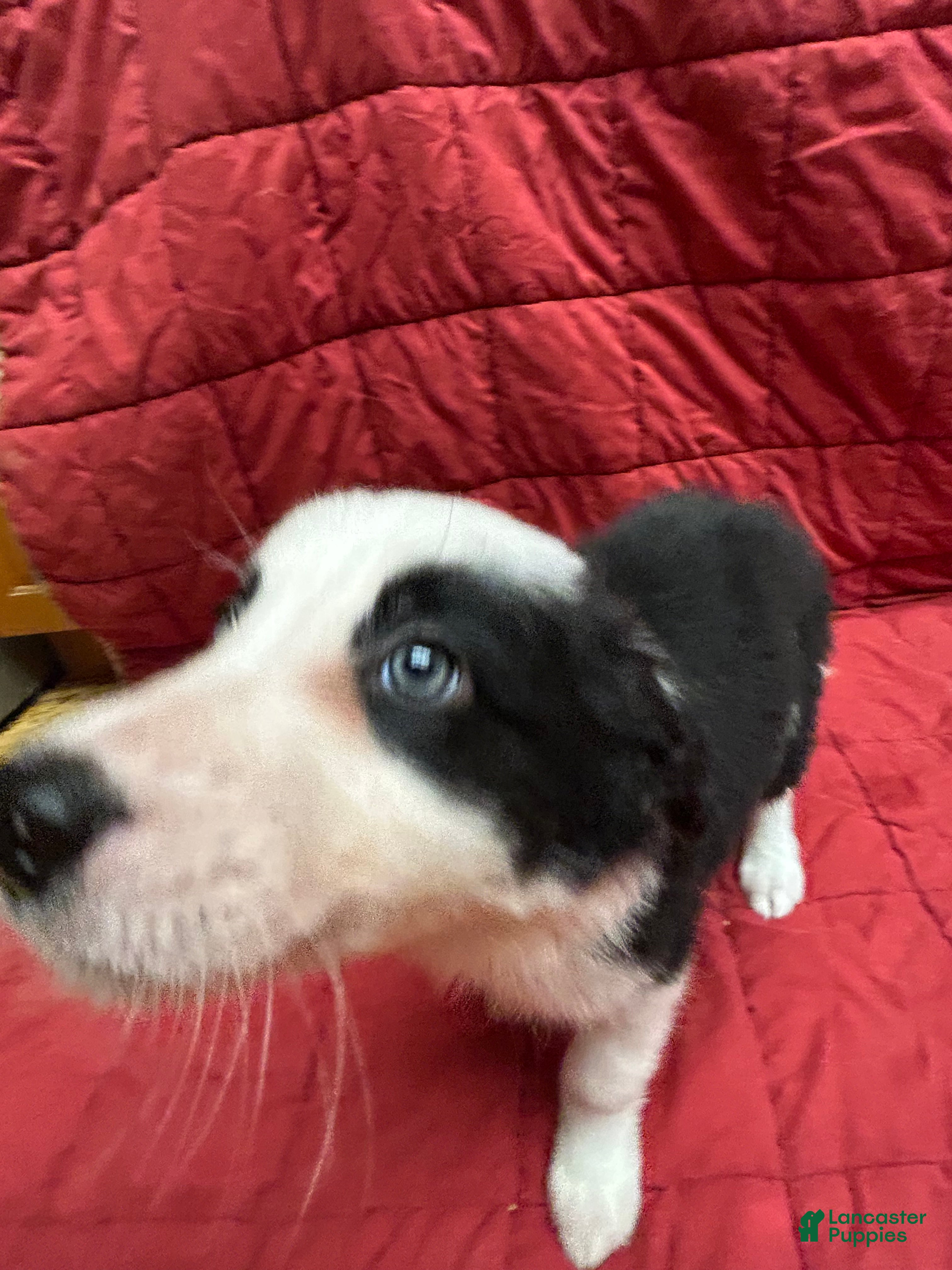 Border Collie dogs Maverick - Ad 2