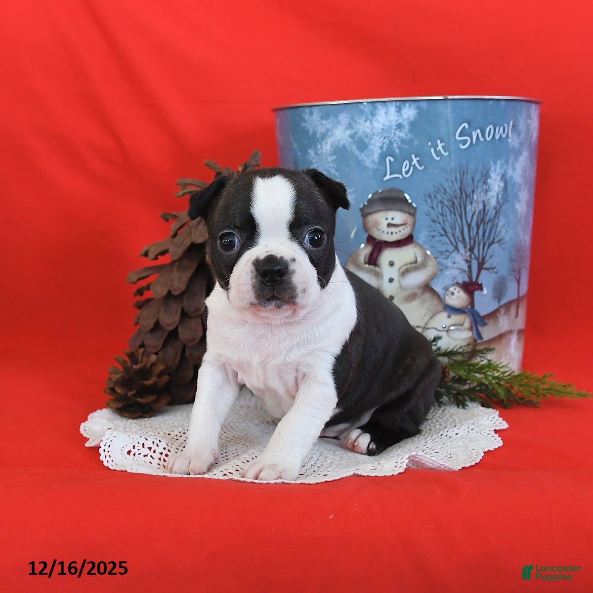 Boston Terrier dogs Holly - Ad 6