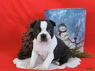 Boston Terrier dogs Holly - Ad 20