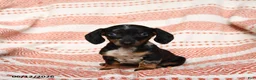 Miniature Dachshund dogs for sale: Spotty - Ad 3