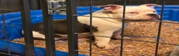 American Bully dogs for sale: Blue  - Ad 5