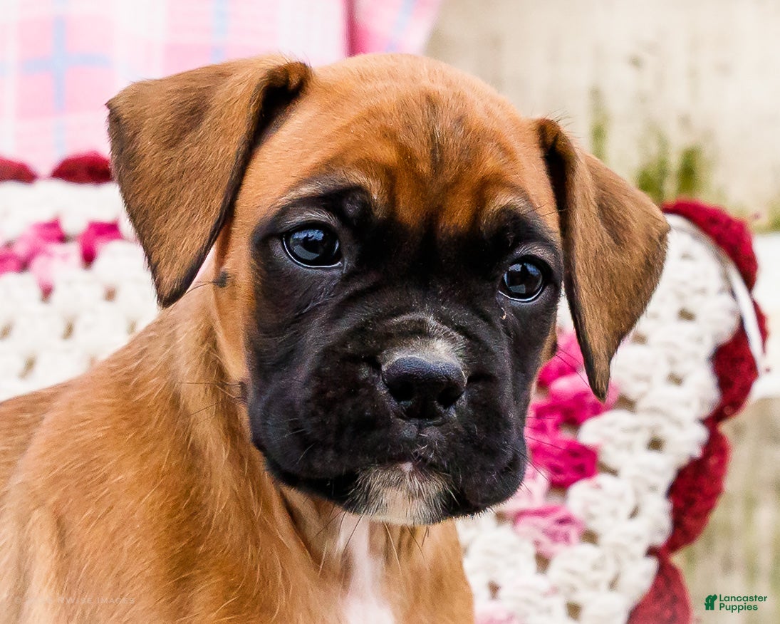 Boxer dogs Valentine - Ad 2