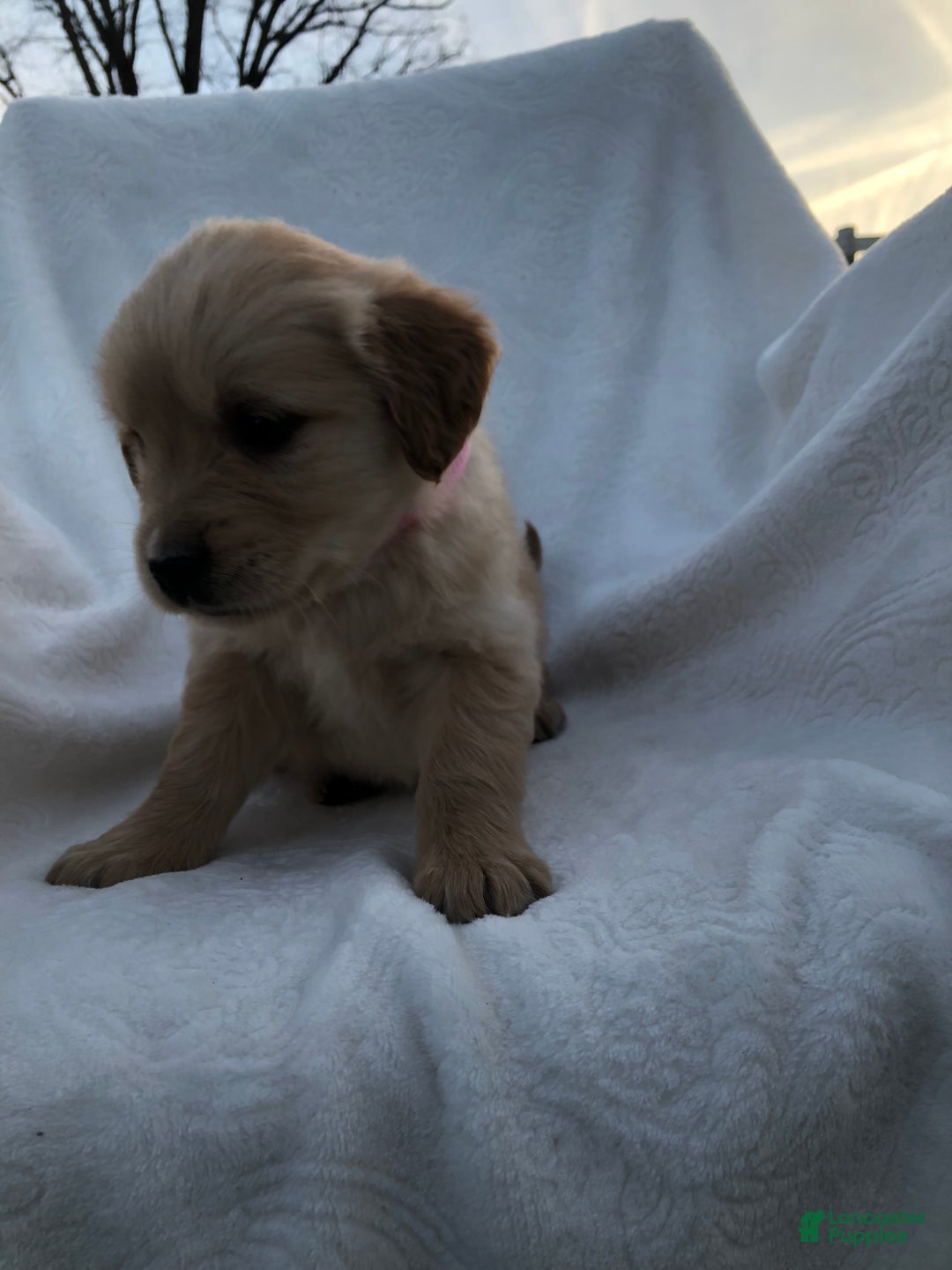 Golden Retriever dogs for sale: Romeo - Ad 9