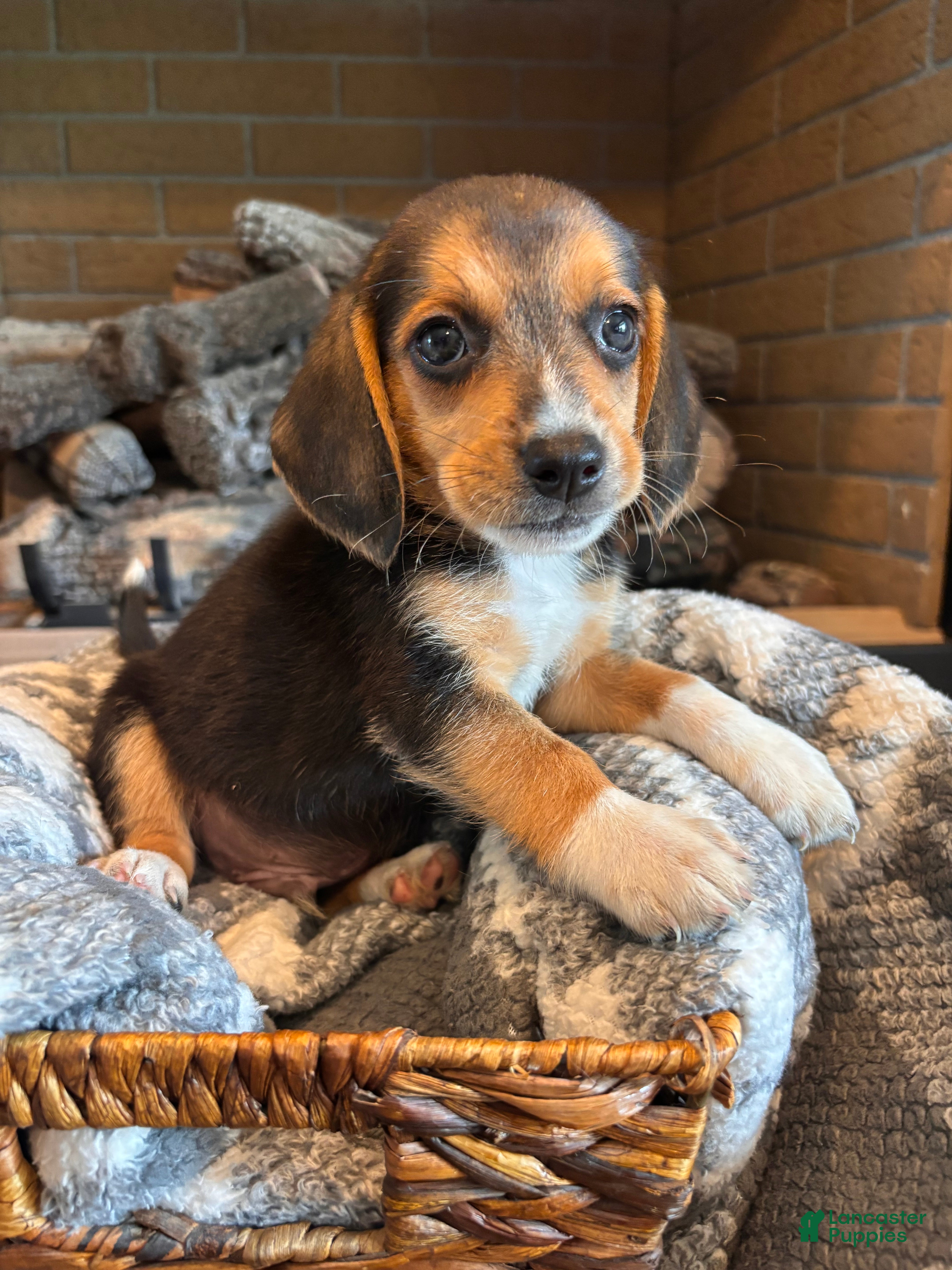 Beagle dogs Buddy - Ad 1