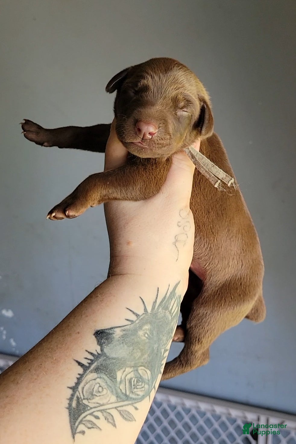 Doberman Pinscher dogs Doberman Pinscher Puppy 2 - Ad 2