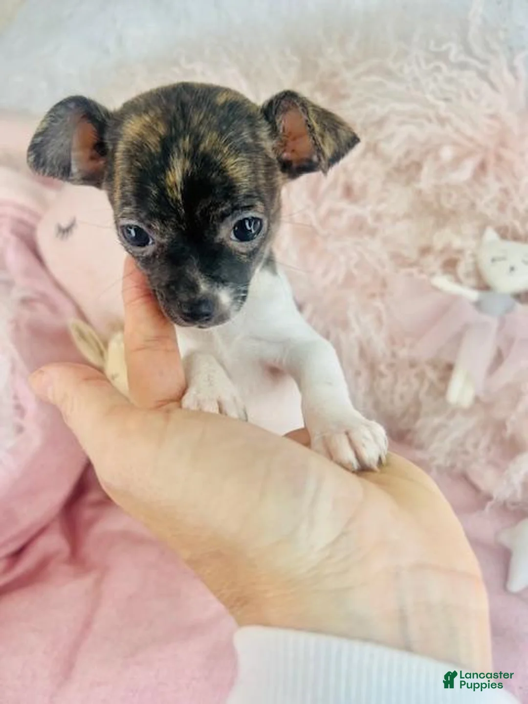 Chihuahua dogs for sale: Chihuahua Puppy 2 - Ad 2