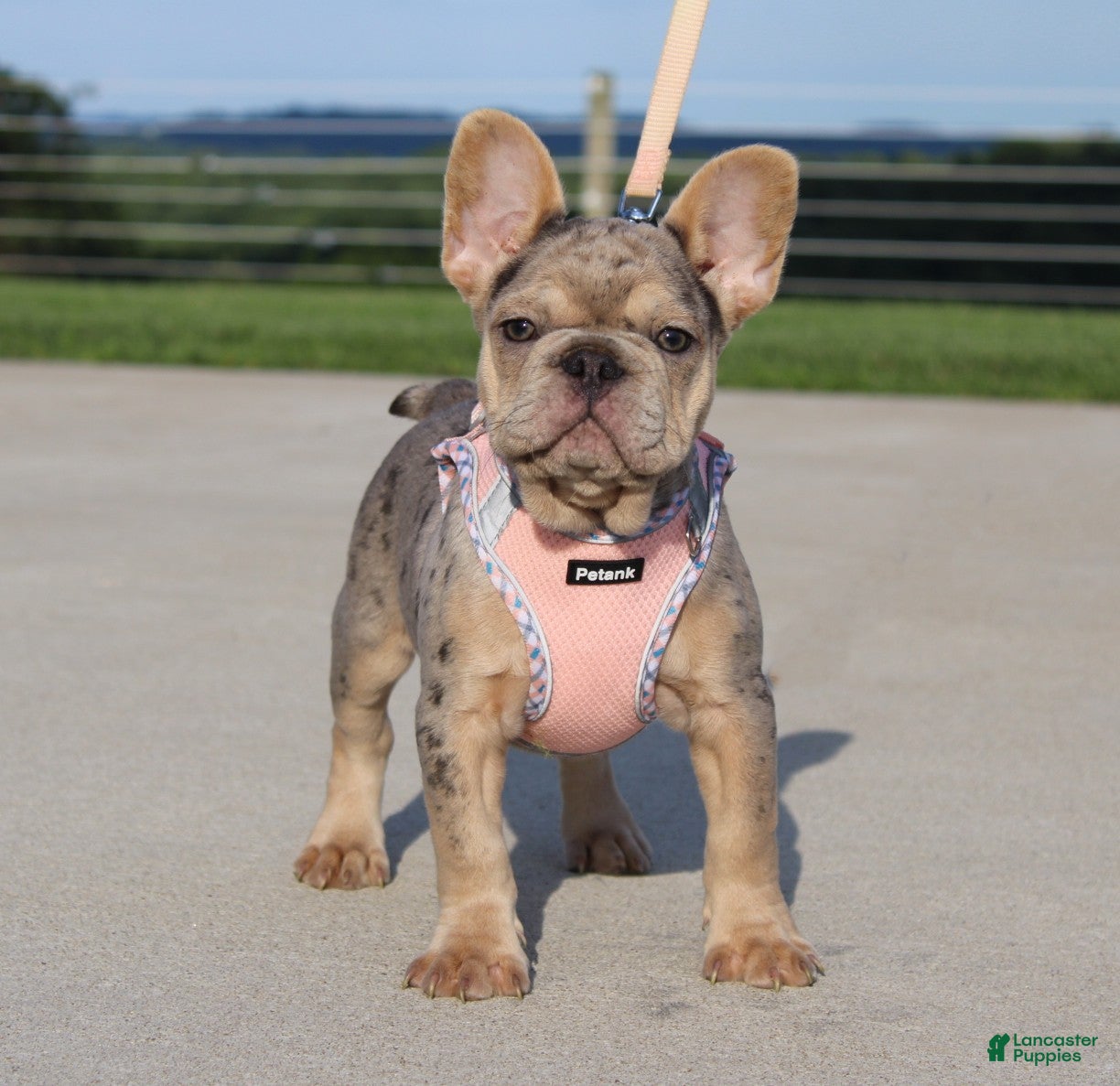 French Bulldog dogs Minty - Ad 2