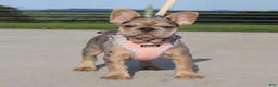 French Bulldog dogs for sale: Minty - Ad 2
