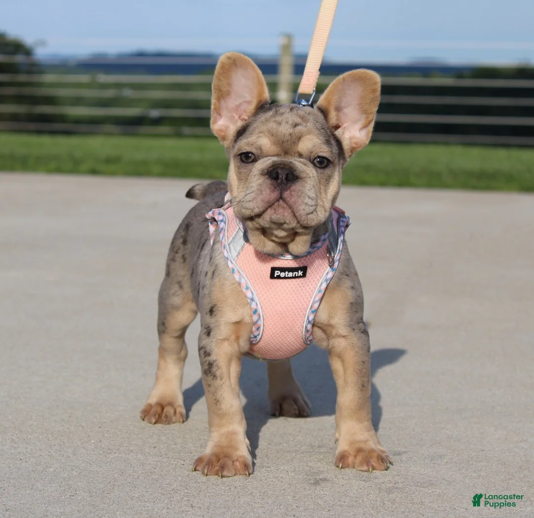French Bulldog dogs for sale: Minty - Ad 2