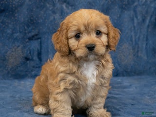 Cavapoo dogs Harley - Ad 5