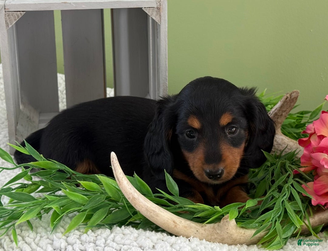 Miniature Dachshund dogs for sale: Jazzy - Ad 3