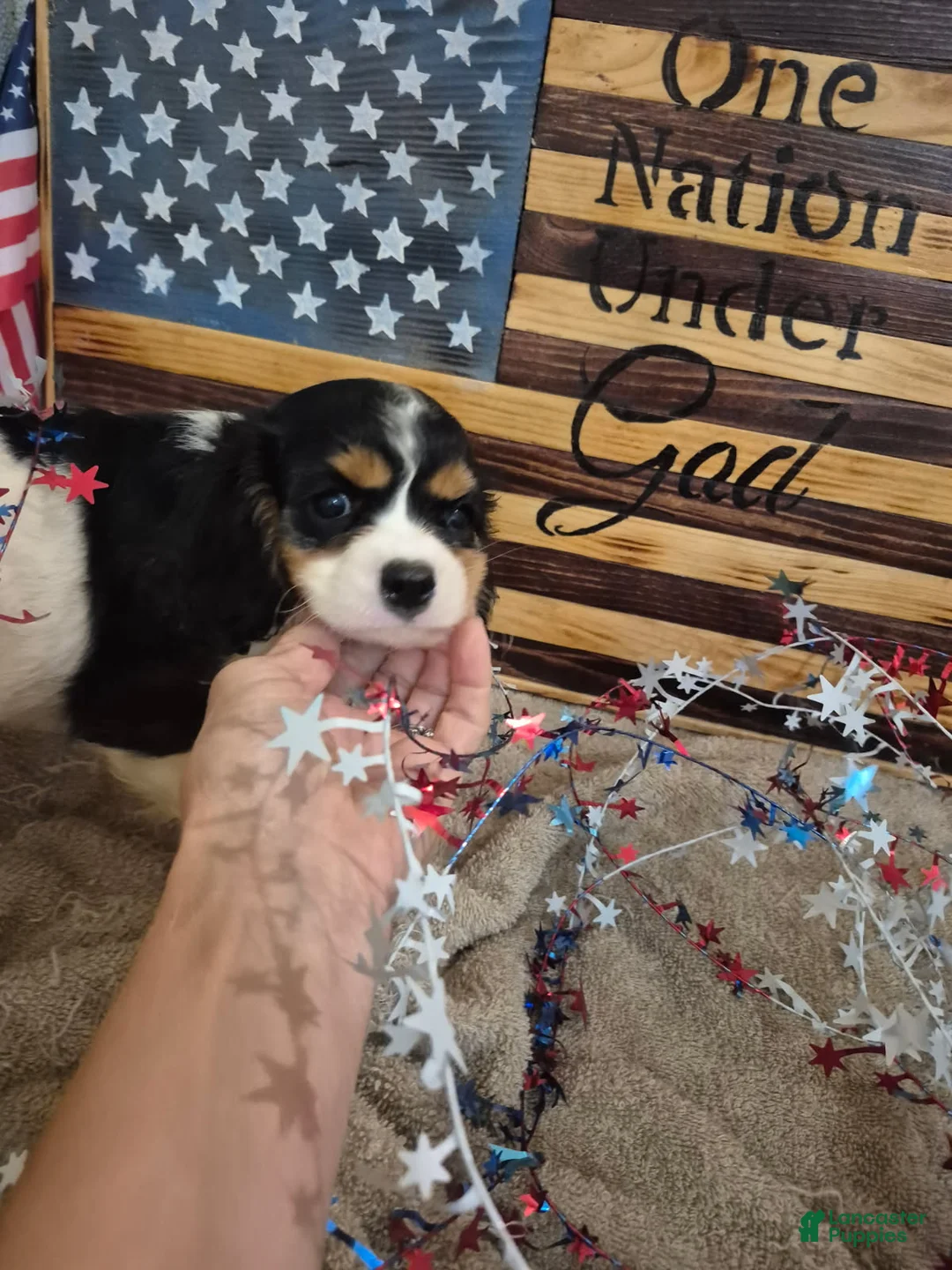Cavalier King Charles Spaniel dogs for sale: Leo - Ad 3