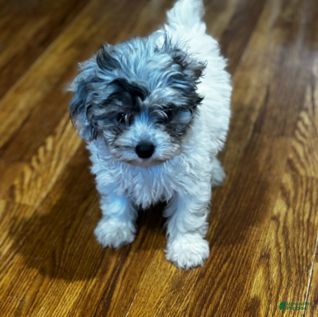 Yorkiepoo dogs Sara  - Ad 7