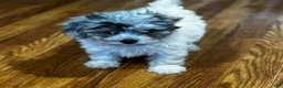 Yorkiepoo dogs for sale: Sara  - Ad 1