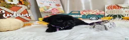 Yorkiepoo dogs for sale: Anna Joy - Ad 4
