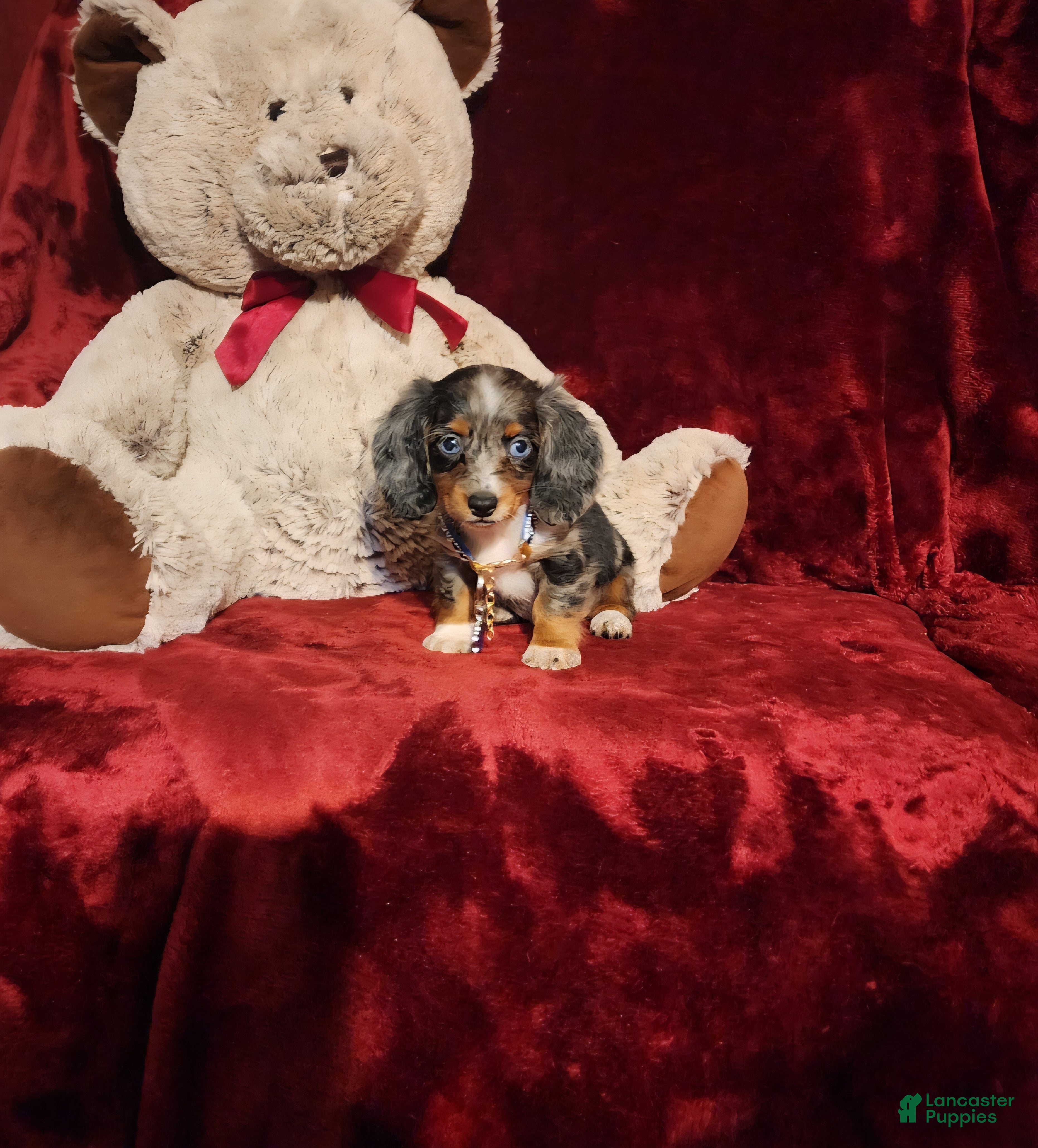 Miniature Dachshund dogs HUCKLEBERRY  - Ad 19